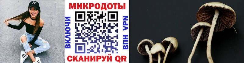 блэк спрут онион  Красногорск  Псилоцибиновые грибы Psilocybe 