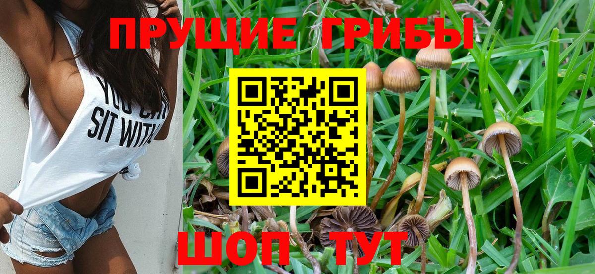 Красногорск  Псилоцибиновые грибы GOLDEN TEACHER  Вход с VPN  Псилоцибиновые грибы Cubensis 